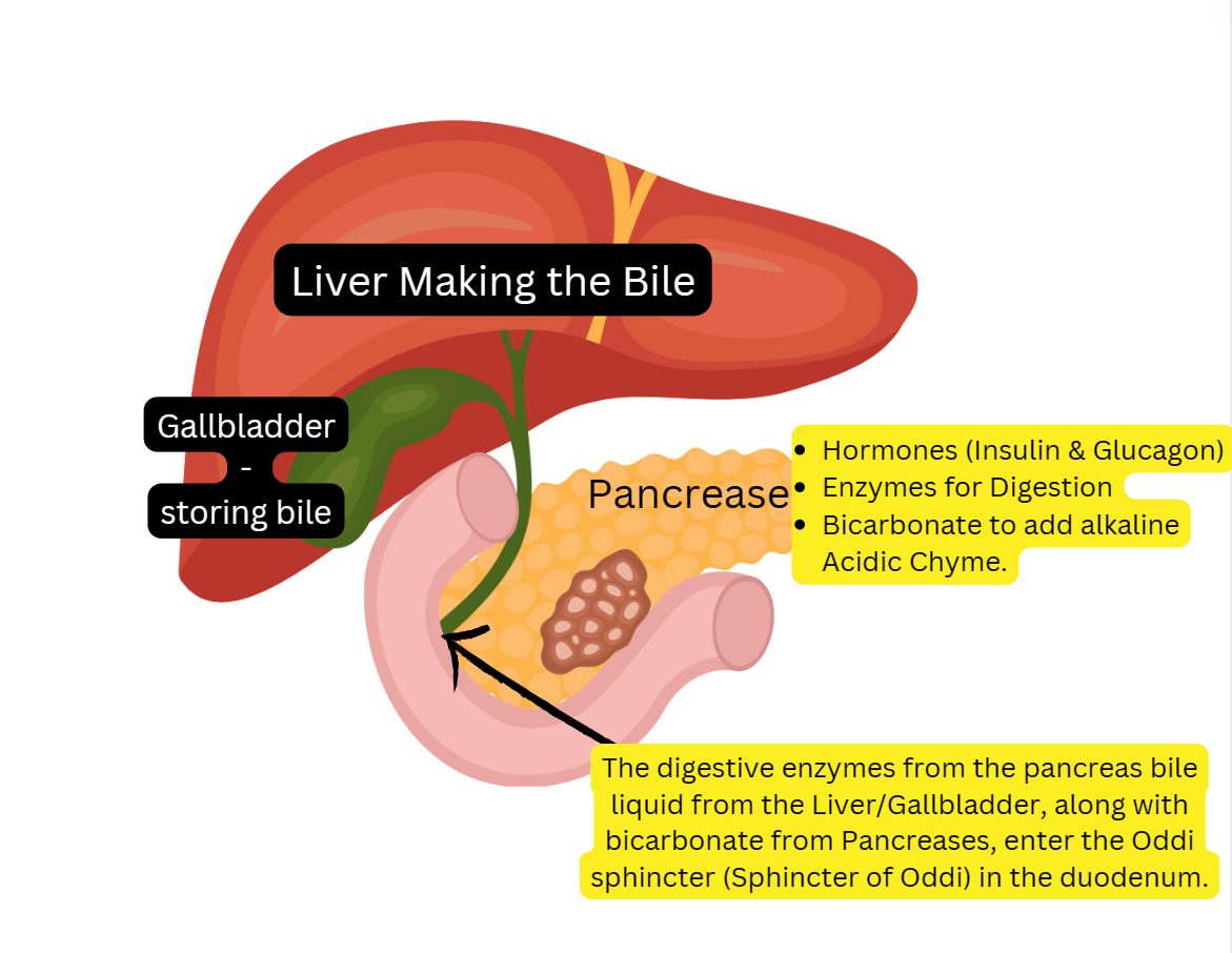 Love you liver A is for Amino