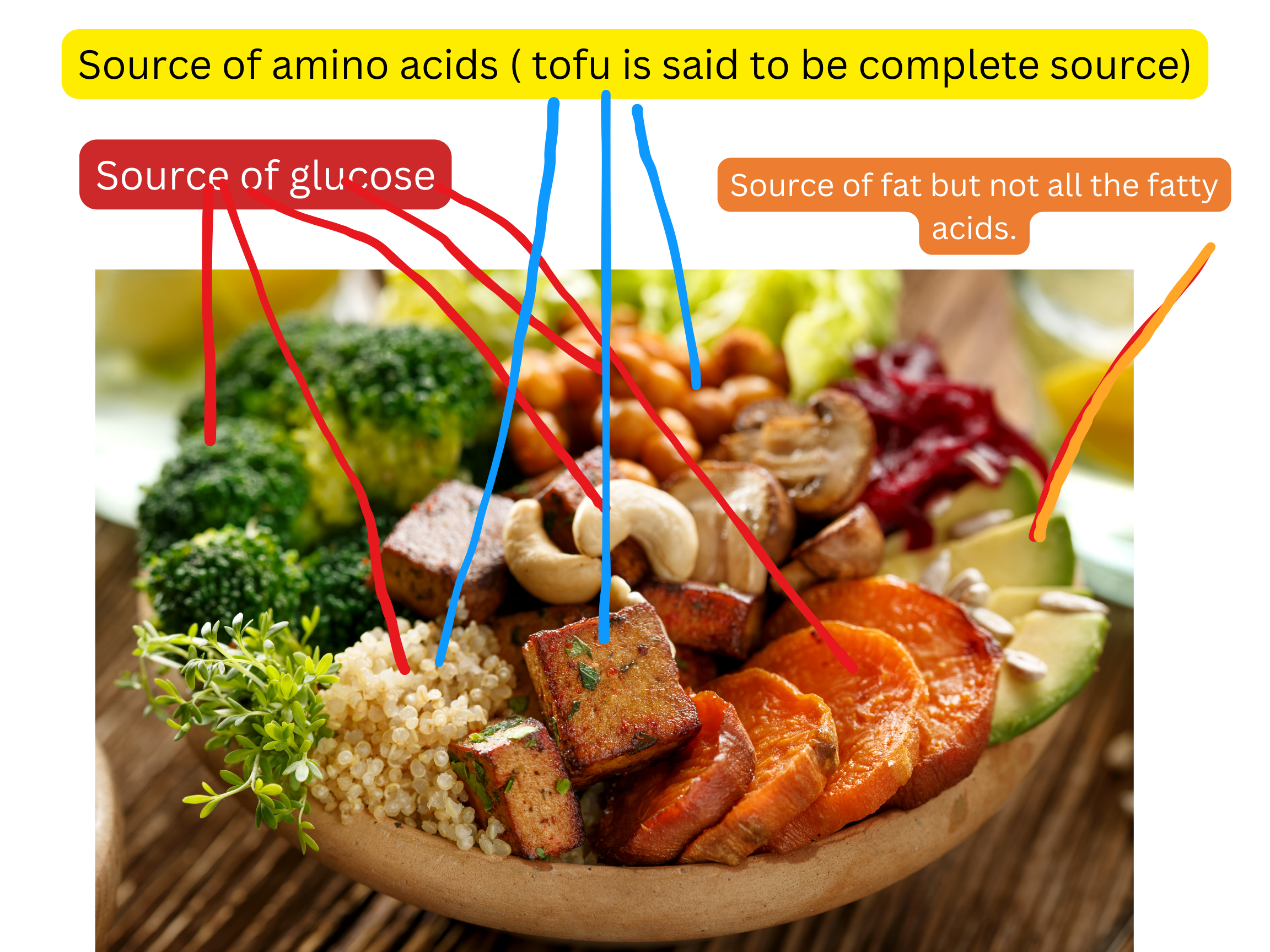 Understand That Carbs/Plants are source of glucose and fructose.