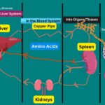 Evidence-Based Liver Support: Detox, Bile Flow & Cellular Repair.