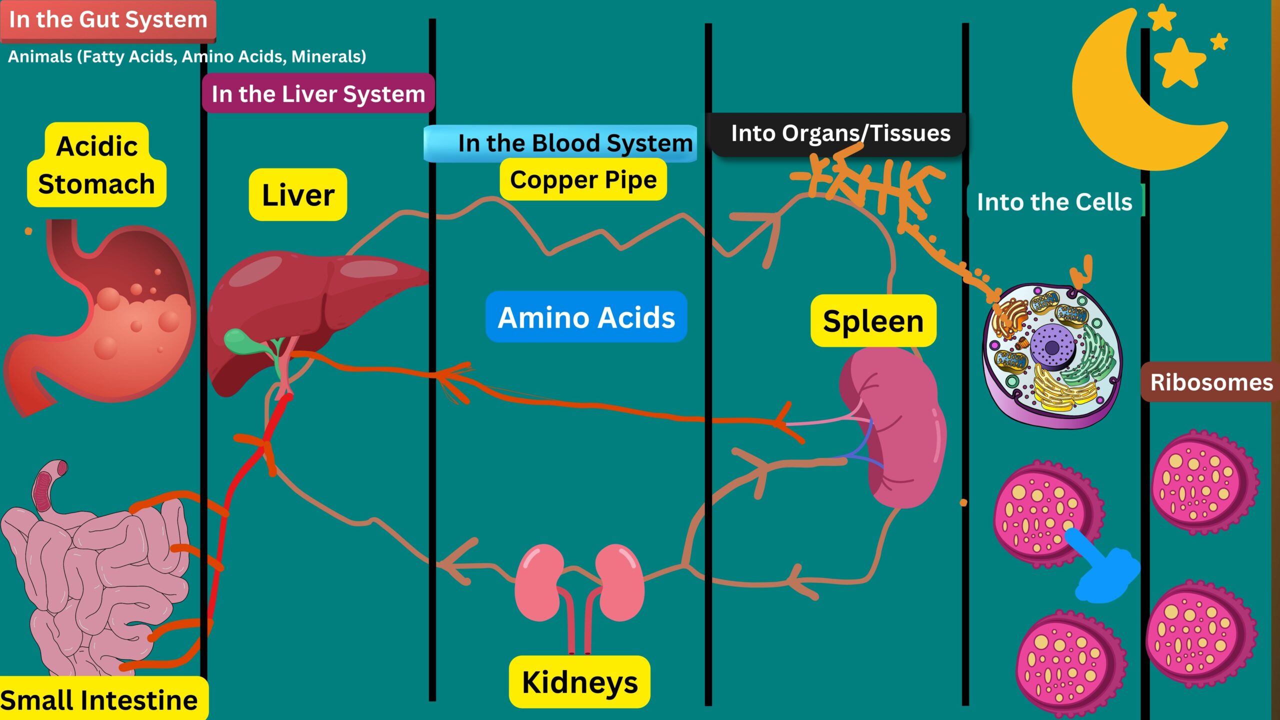 Evidence-Based Liver Support: Detox, Bile Flow & Cellular Repair.