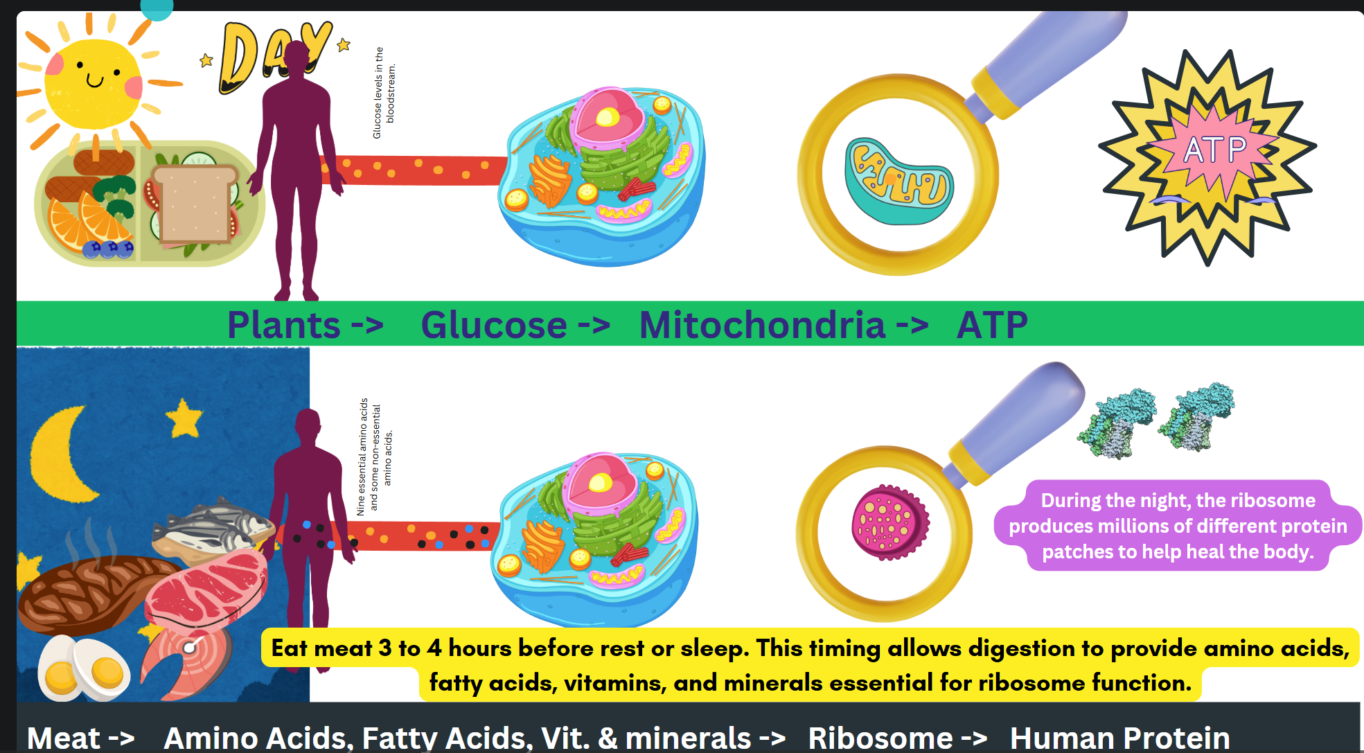 The Law of Realities: Understanding Glucose and Muscle Fueling