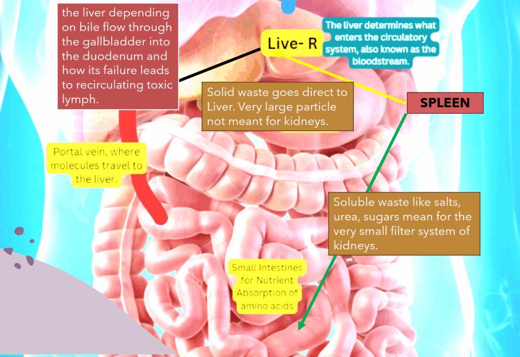 FLUSH your Gallbladder – Daily