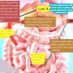 FLUSH your Gallbladder – Daily